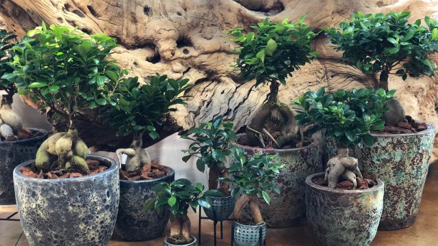 Porta l’eleganza a casa tua con il Ficus Ginseng