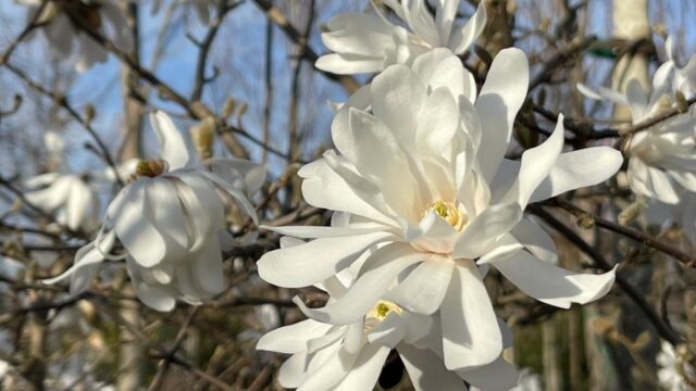 Ecco una delle piante più antiche: La Magnolia
