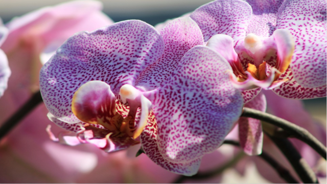 SOS Orchidee: ecco perché hanno sempre il vaso trasparente