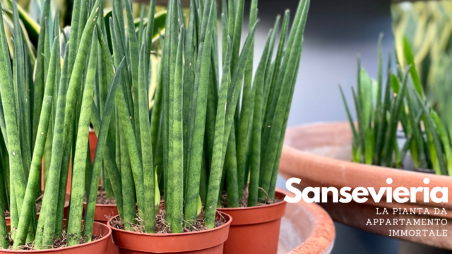 Sansevieria, la pianta da appartamento indistruttibile