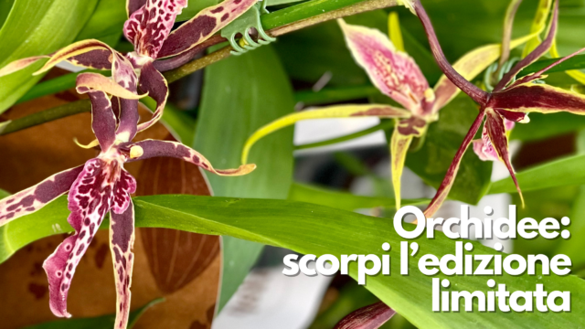 Sei aspetti fondamentali che dovete considerare sulle Orchidee