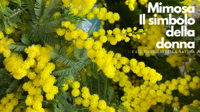 Mimosa, il profumatissimo simbolo della donna