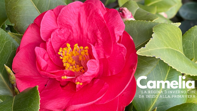 Camellia Japonica: la regina d’inverno che dà inizio alla primavera